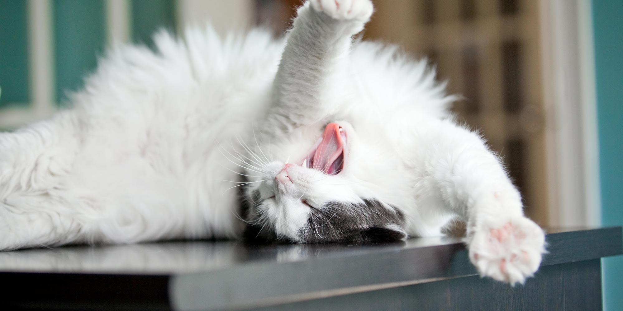 A grey and white cat stretching and yawning