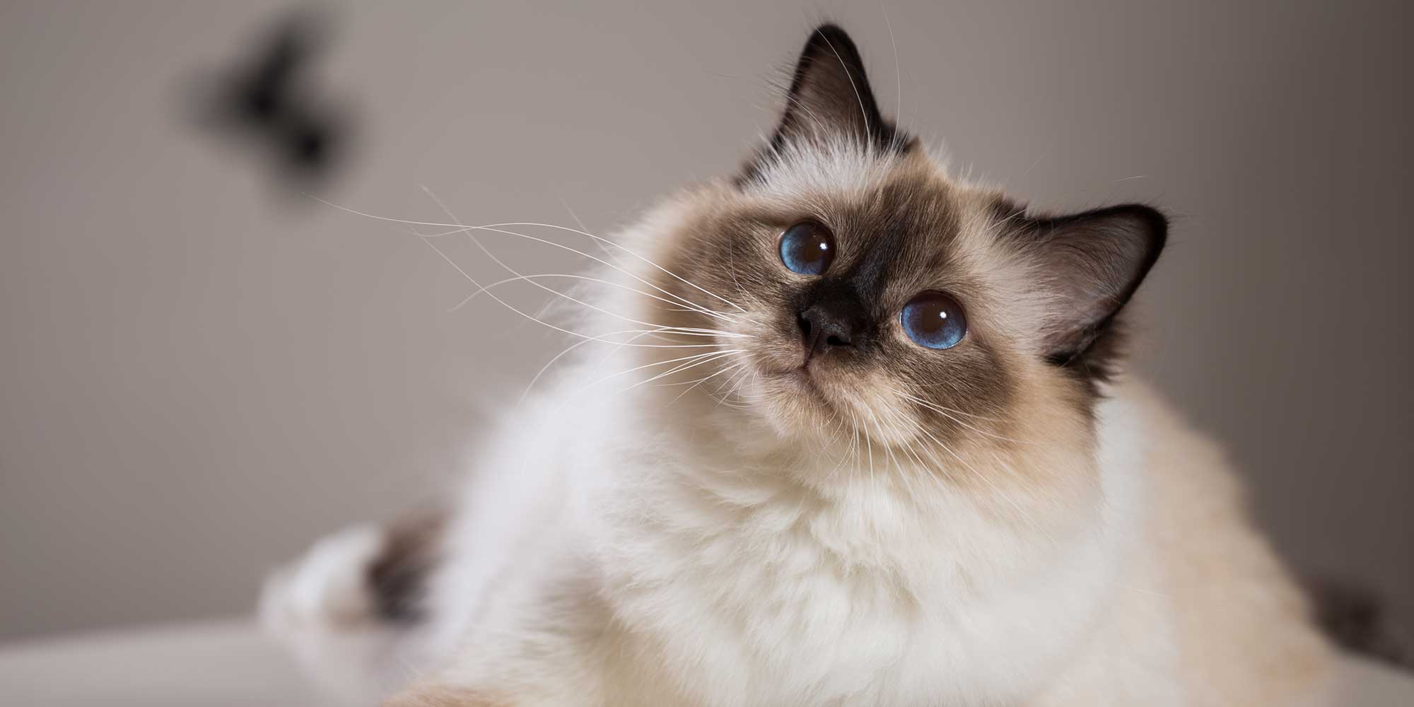 A brown and white cat with blue eyes looking curiously