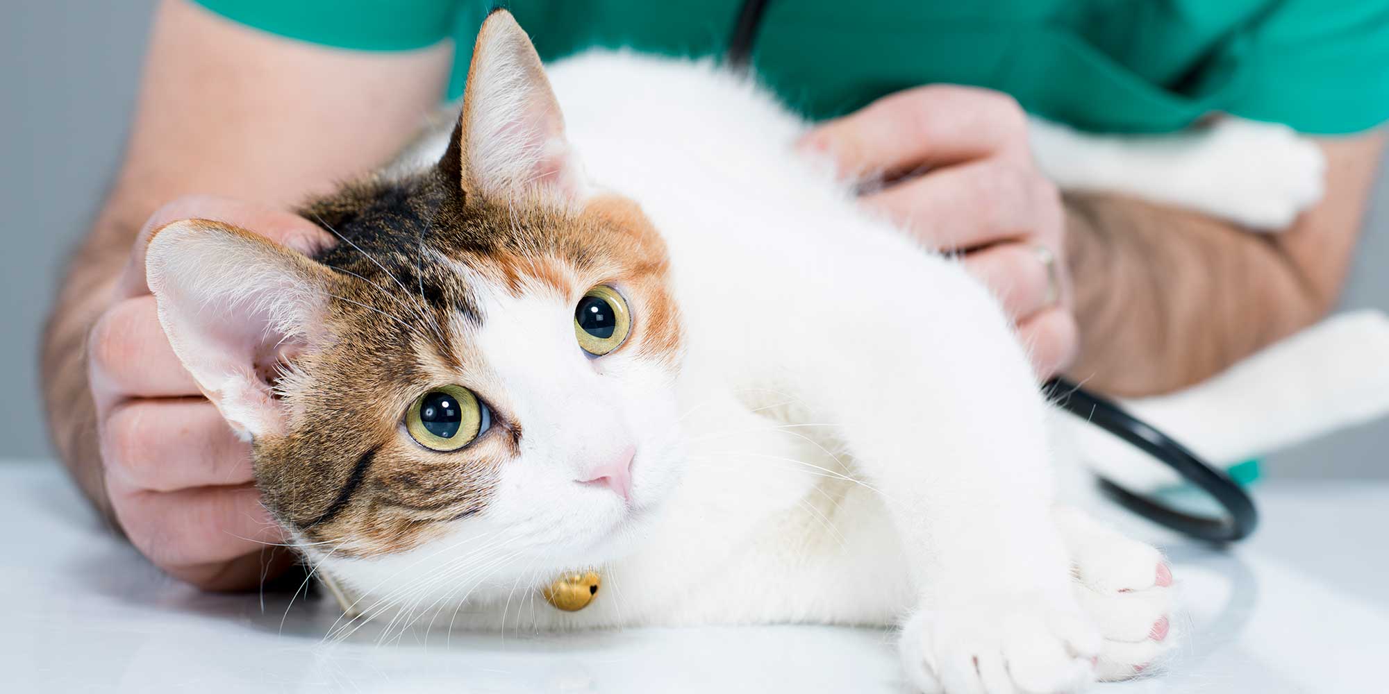 A brown and white cat being examined