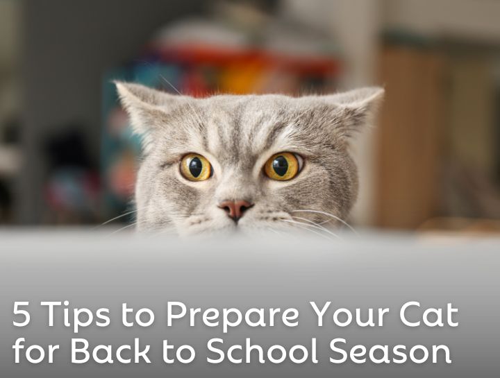 Helping Your Cat Ace the Back-to-School Transition