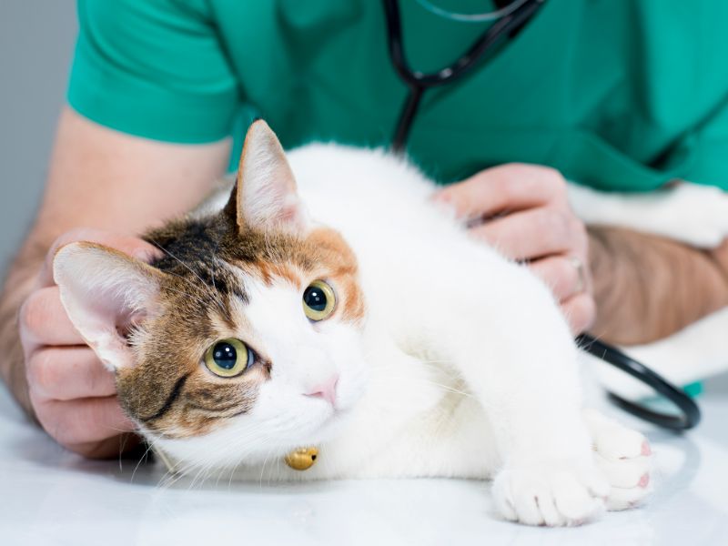 Veterinary Jobs in Boulder