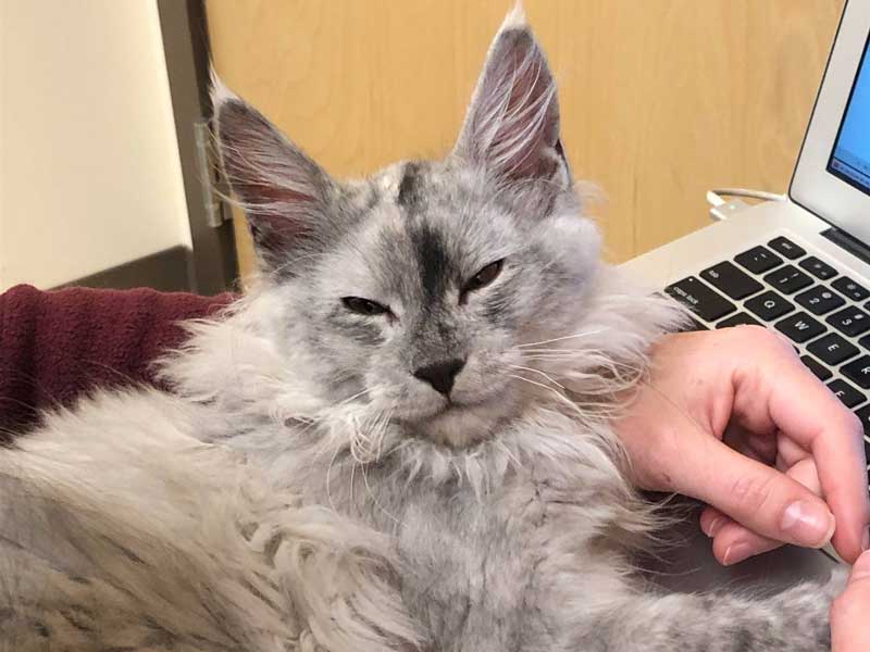 Uniquely Cats Veterinary Center Policies