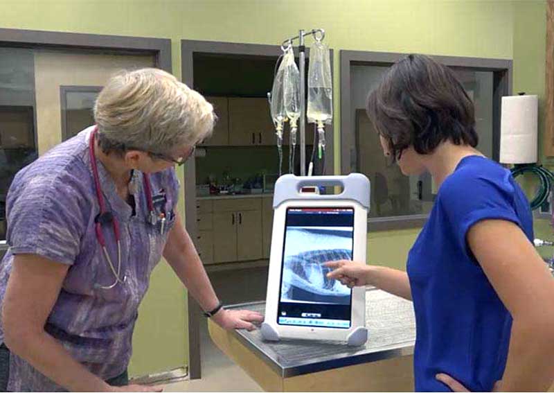 Carousel Slide 4: Cat diagnostic services