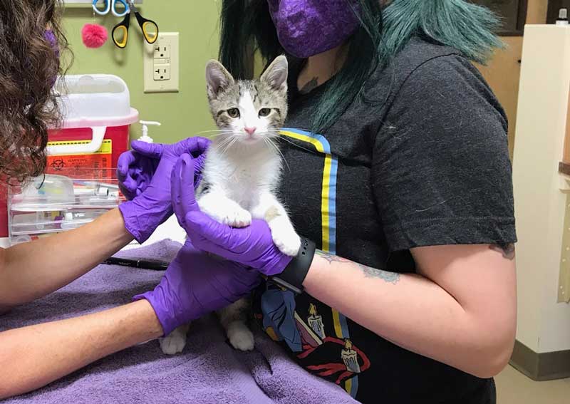 Carousel Slide 3: Feline veterinary care for all of life's stages