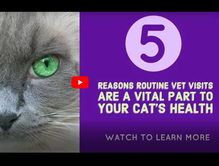 Video: 5 Reasons to Take Your Cat to the Vet