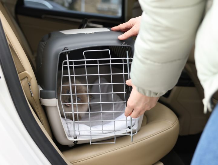 Car Travel With Cats