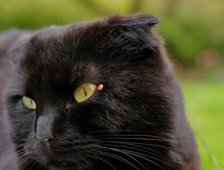 Cats and Ticks in Colorado