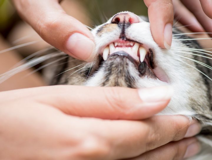 Why Dental Care Is Important For Your Cat