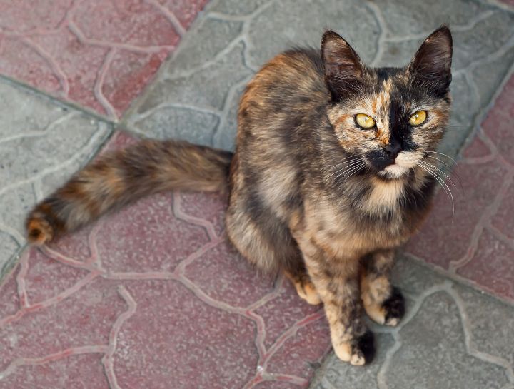 Feline Hyperthyroidism — The Nitty Gritty