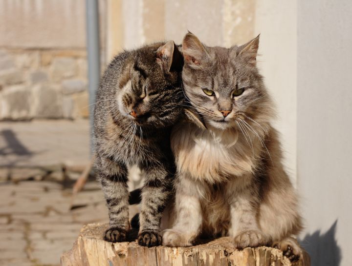 Feline Infectious Diseases and Prevention