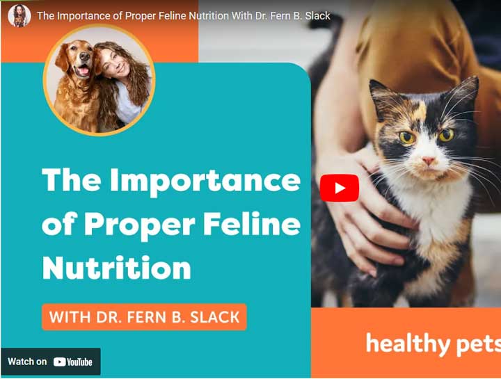 Feline Nutrition: Why It’s So Important