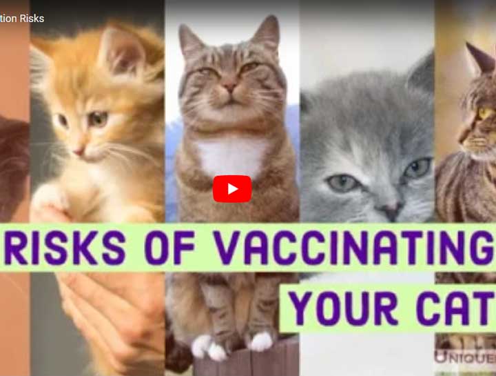 Video: Feline Vaccination Risks