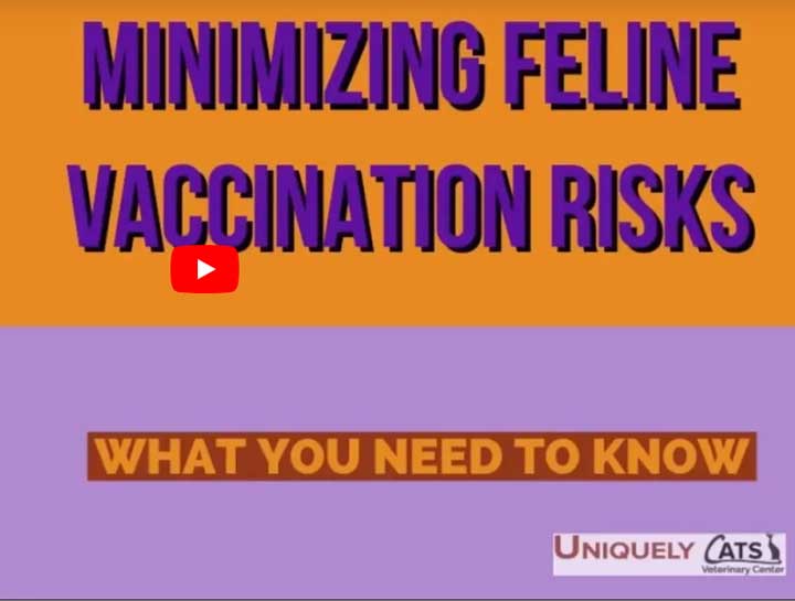 Video: Minimizing Feline Vaccination Risks