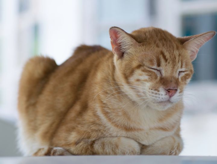 Ack, My Cat Has Diarrhea!