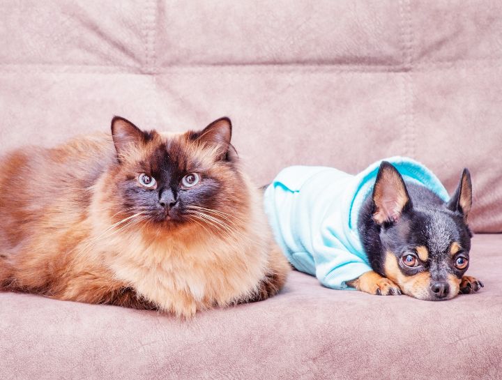 Why A Cat Vet? Cats Are Not Small Dogs