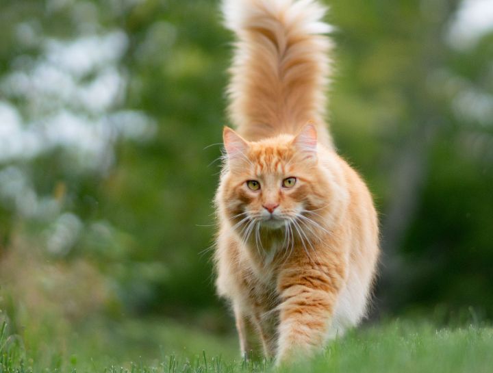 Other Feline Vaccines