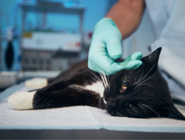 Feline Pain Management — Keeping Your Kitty Comfy
