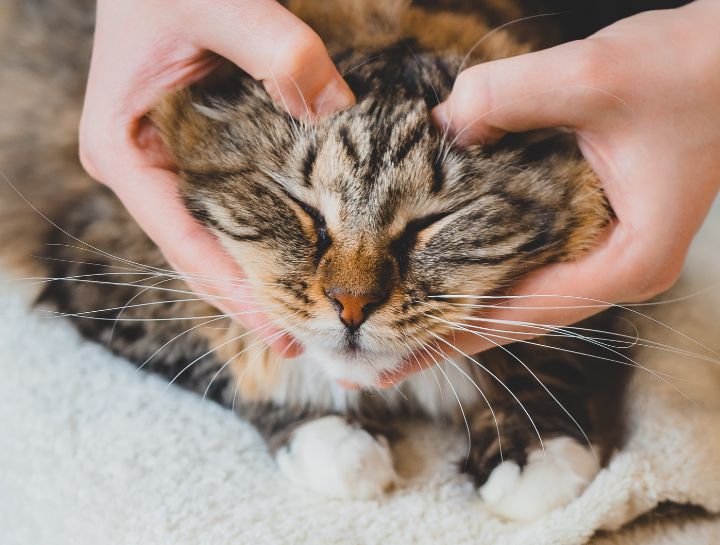 Reduce Feline Stress For Better Vet Visits
