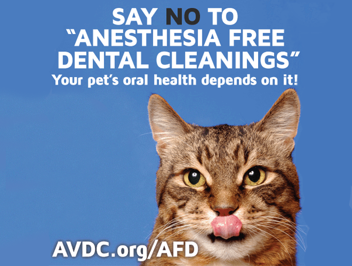 Just Say NO to Anesthesia-Free Dentals