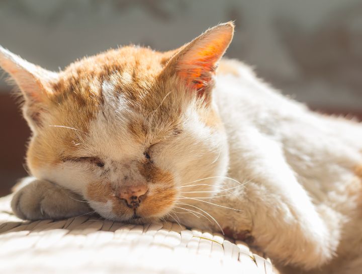 Keeping Your Senior Cat Healthy
