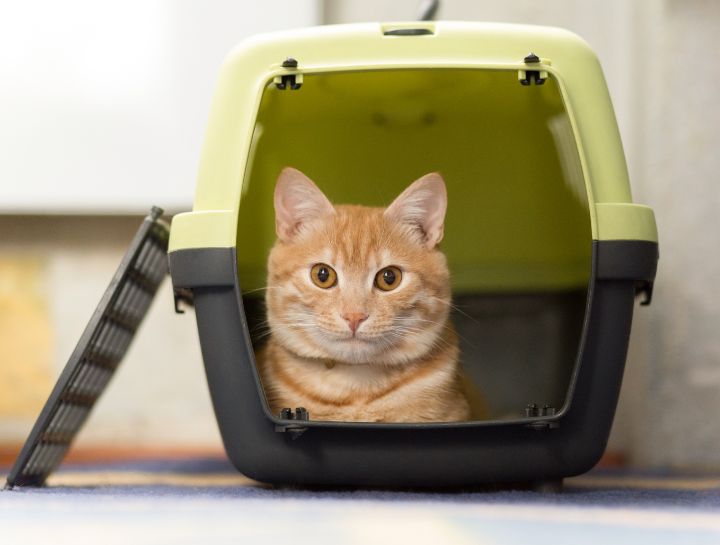 Traveling With Your Cat: Tips and Tricks