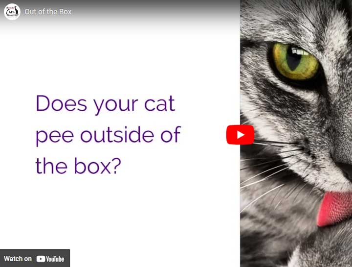 Video: Urination Outside of the Box