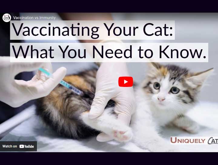 Video: Vaccination vs Immunity