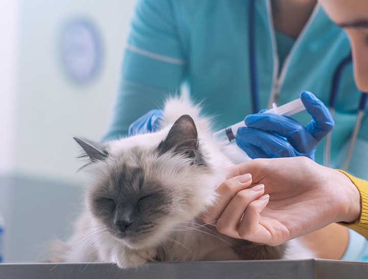 Minimizing Feline Vaccination Risks
