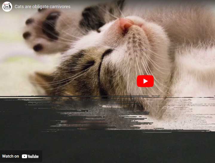 Video: Cats are Obligate Carnivores