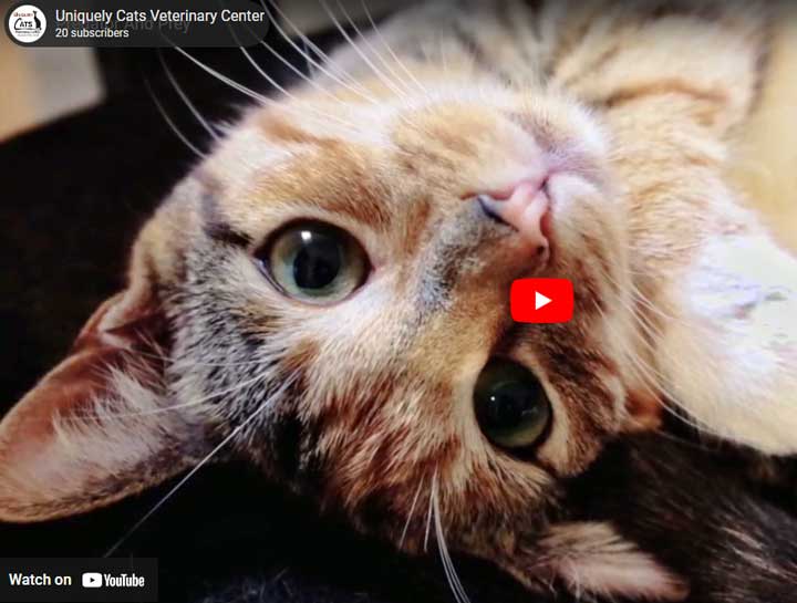 Video: Cats are both predator and prey