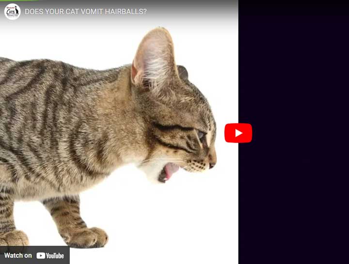 Video: Vomiting Hairballs Isn’t Normal