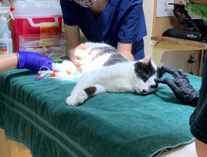 Preventive Care for Cats