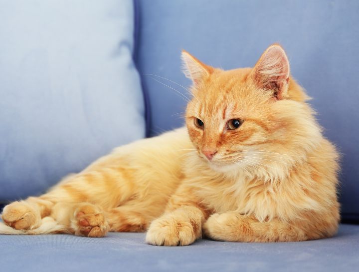 Laser Therapy for Cats