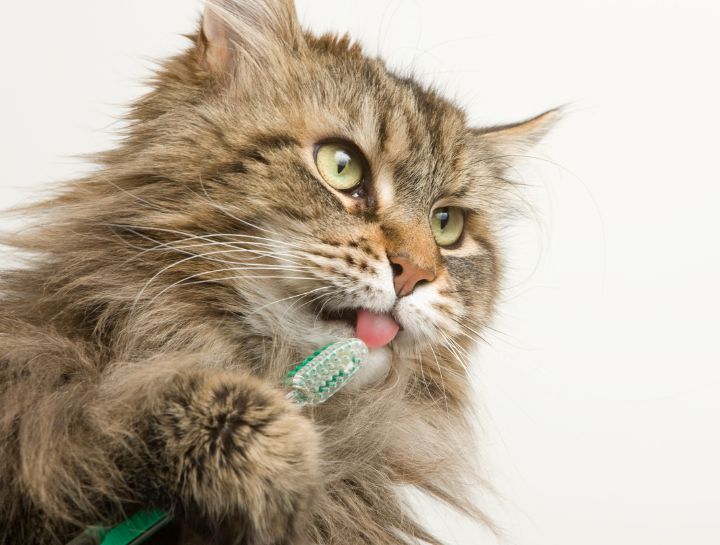 Preventive Dental Care