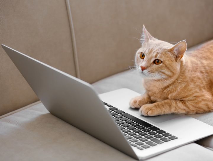 Surgical Information