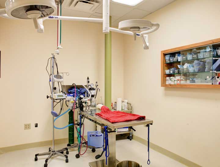 $City Veterinary Surgeries