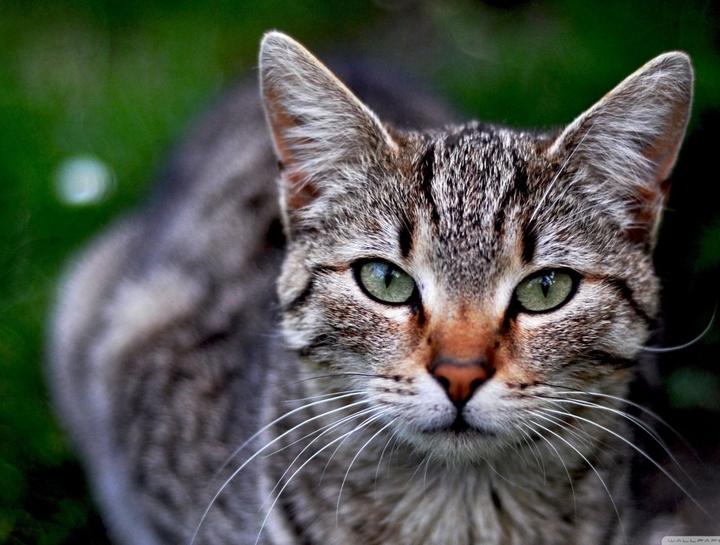 Feline Infectious Peritonitis (FIP): No Longer a Death Sentence